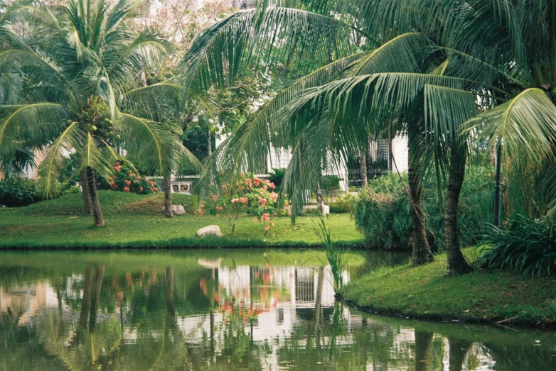 trees and palm near a water in a tropical setting