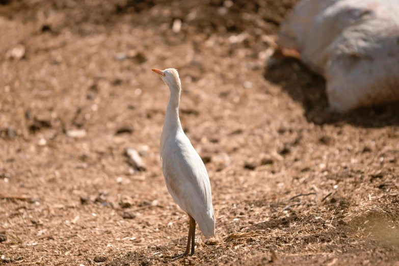 white bird standing on the ground in dirt and sand