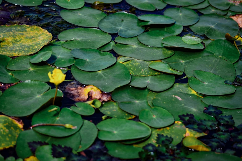 some water lilies growing in some small pond