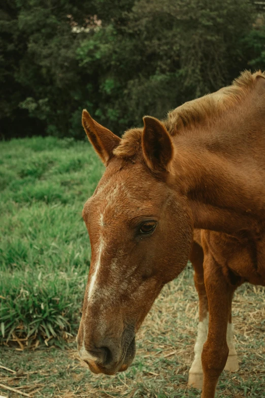 an adult horse is standing on the grass