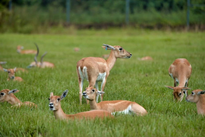 a group of deer grazing on grass in a field