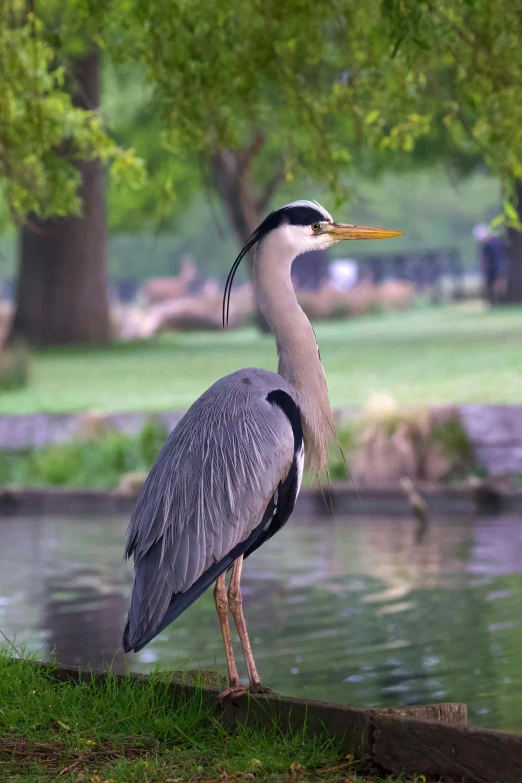 a heron with a very large neck is standing by the water