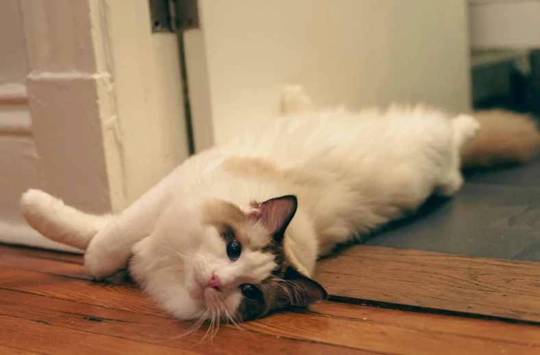 a white cat laying on the floor with its legs crossed