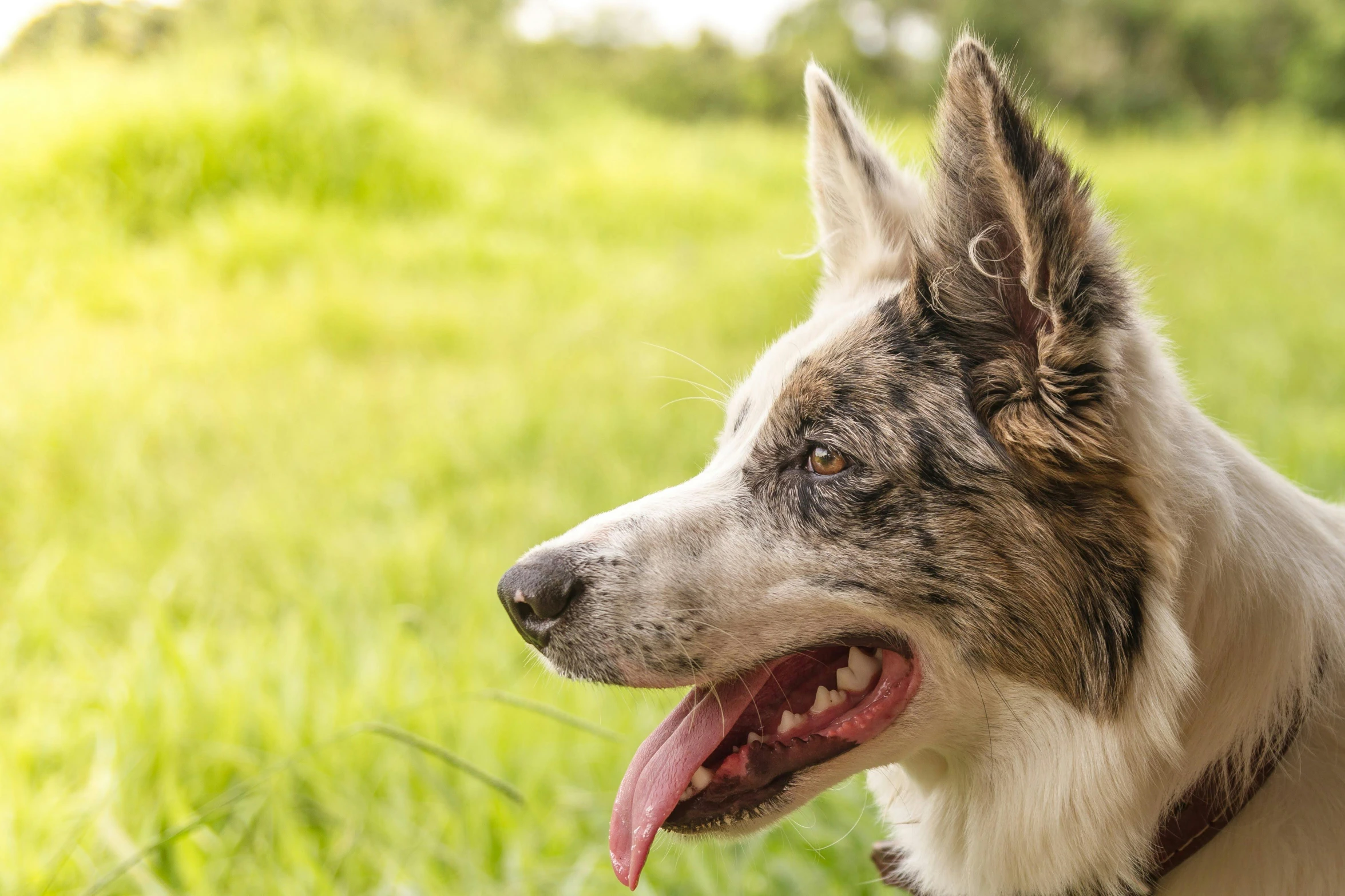 a dog with its tongue hanging out to a person