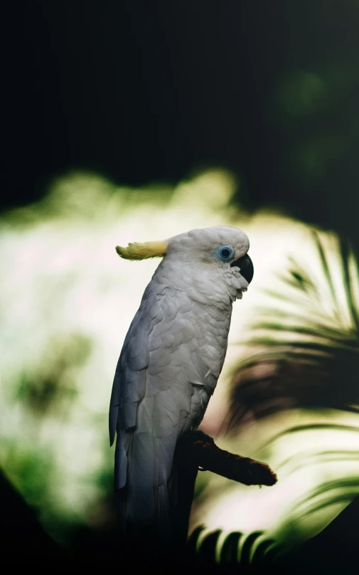 the bird is standing on a nch with a leaf on it