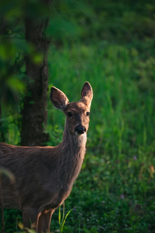 a deer is looking intently in a grassy field