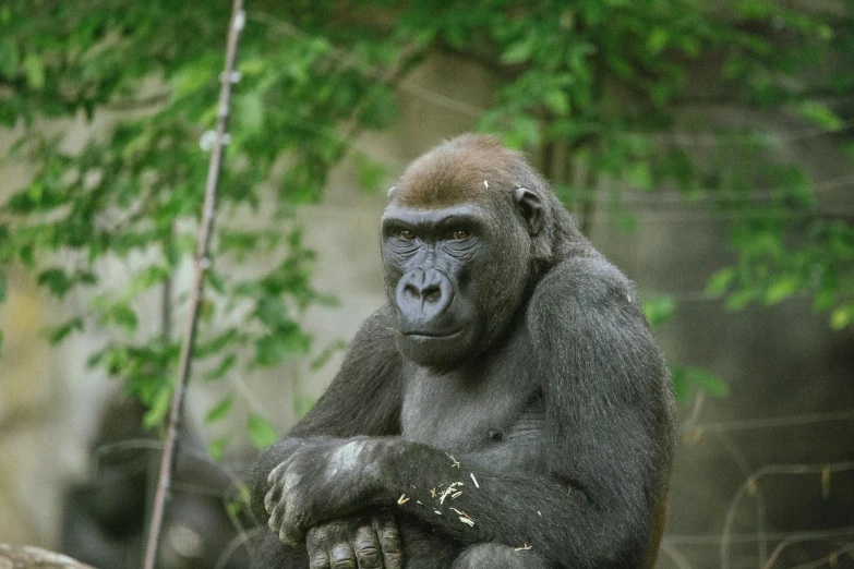 a gorilla sits on the ground next to a tree