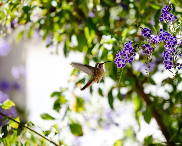 a hummingbird is flying in the air above some purple flowers