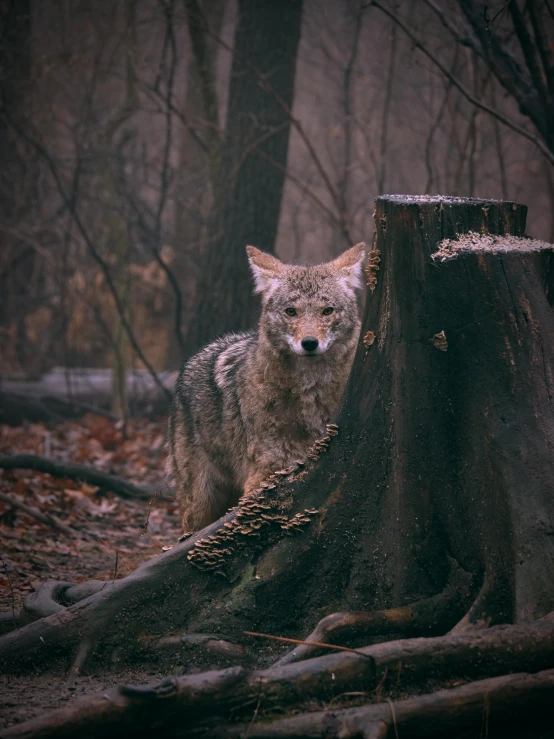 a gray wolf in a forest next to tree stump