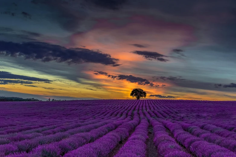 a purple lavender field with a tree in the distance