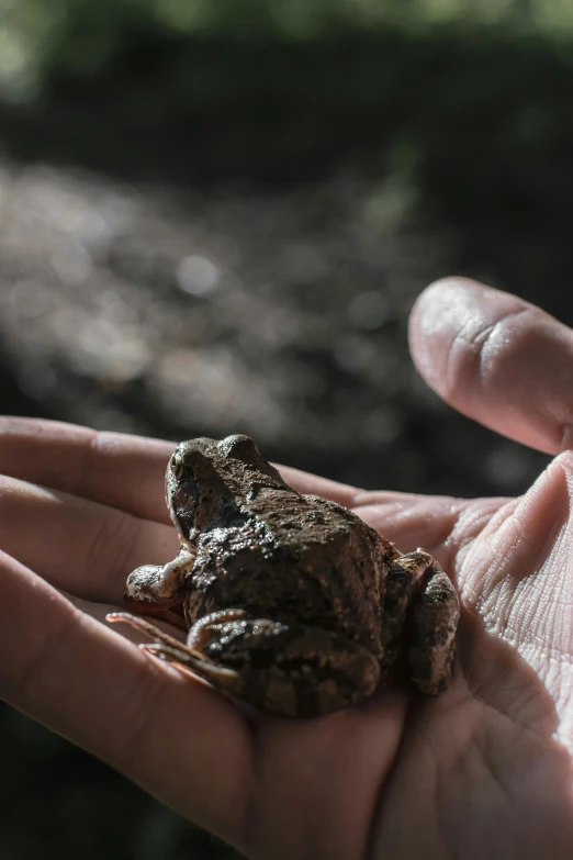 a hand is holding a small frog that has just taken off of it