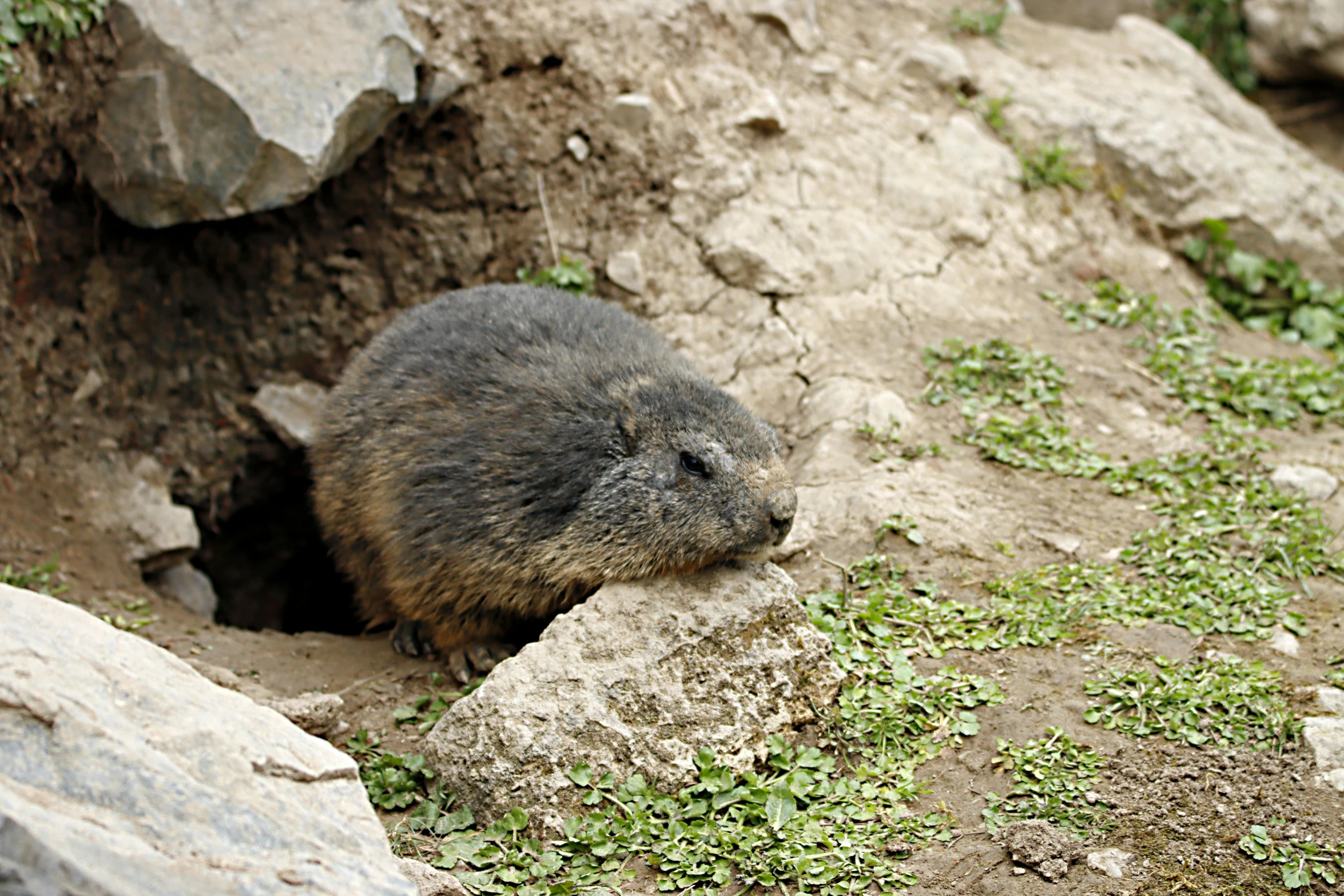 a beaver cub peeks out of its burr