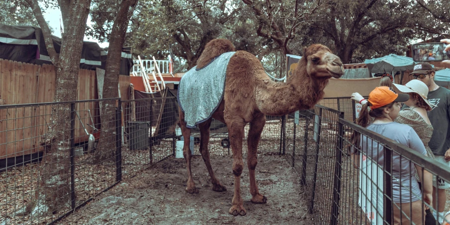 people petting a camel on the head near an iron fence