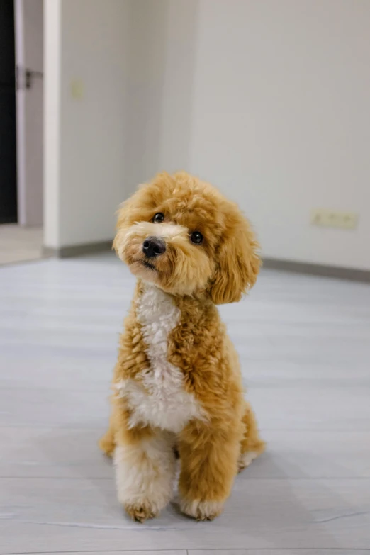 a brown poodle dog sitting on top of a hard wood floor