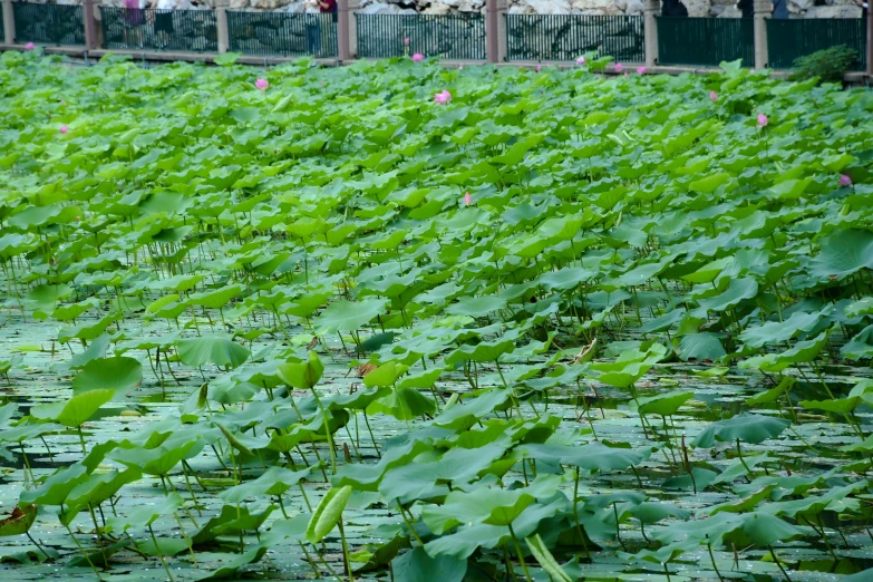 water plants with people standing at a fence