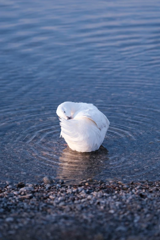 a large white bird is sitting in some water