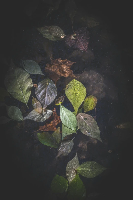 leaf pograph taken in the dark with a reflection of leaves