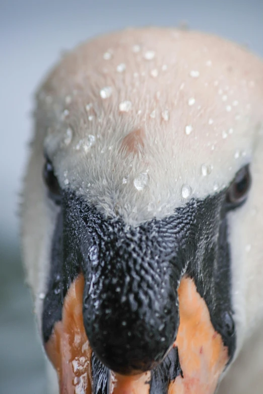 a duck with water on it's face and eyes