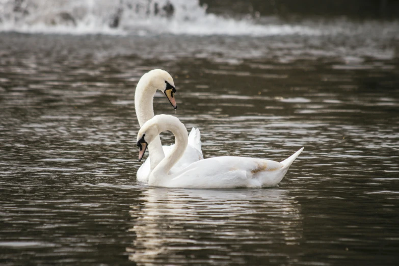 two white swans are swimming in the water