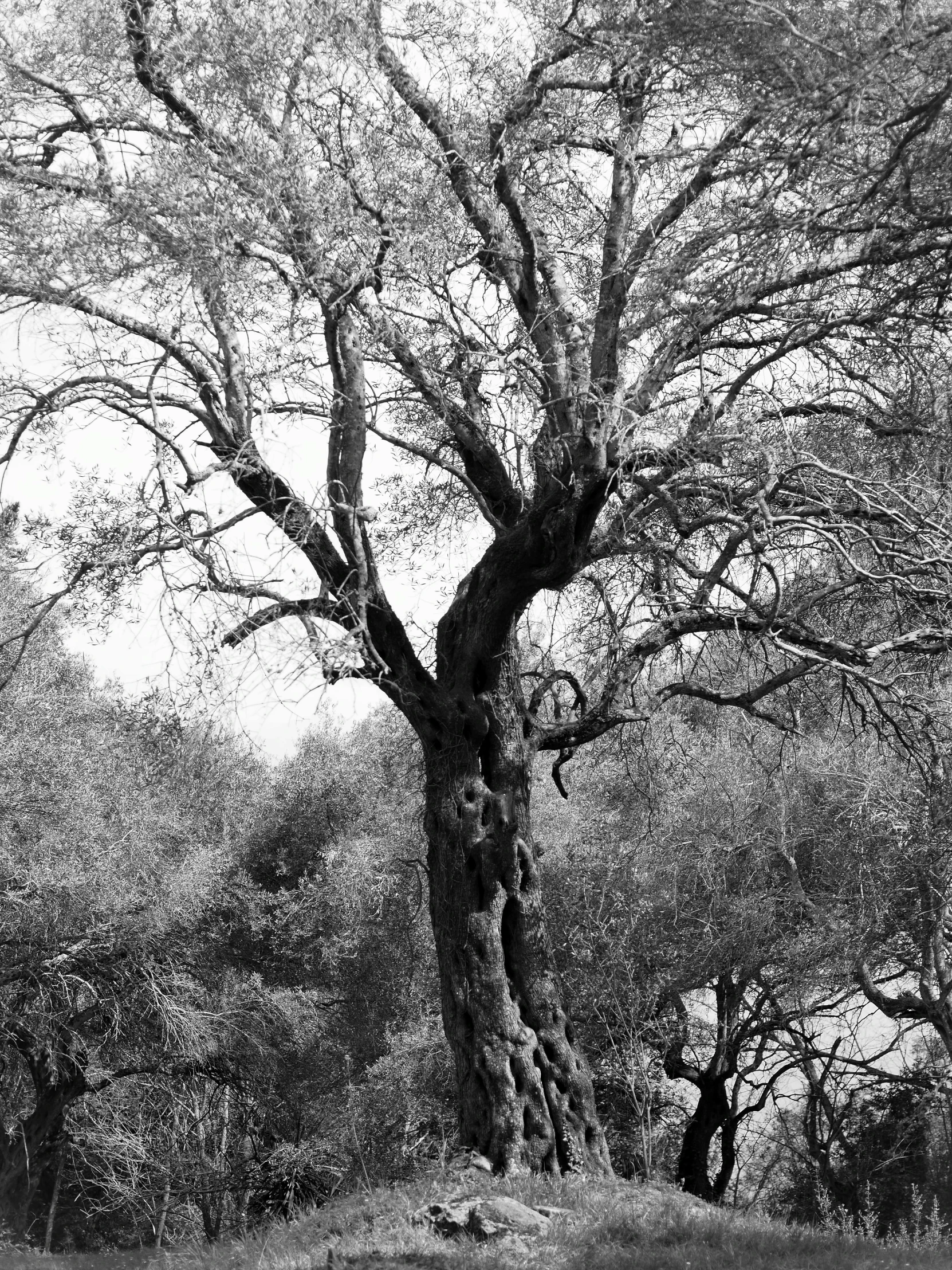 black and white pograph of a large tree