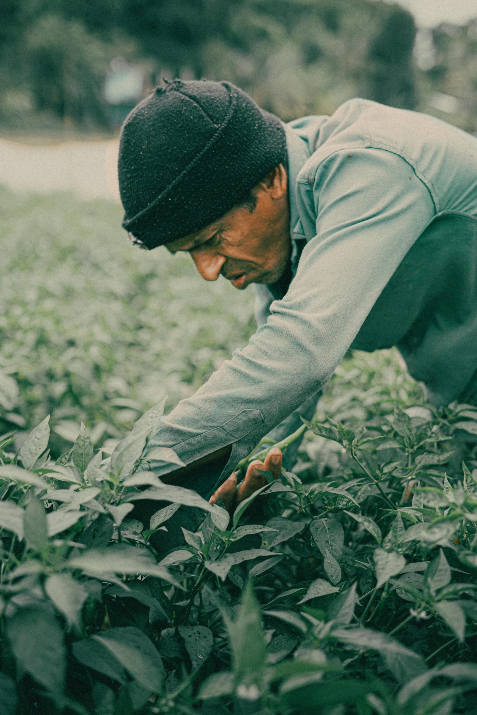 a man picking plants at the end of a day