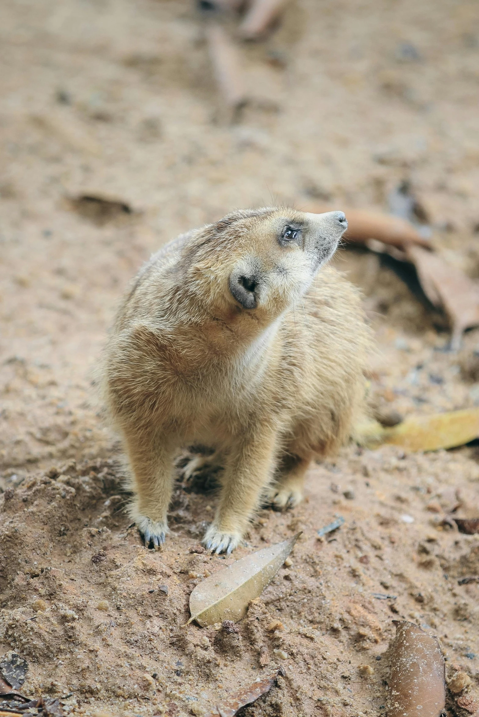 a small brown animal standing on top of a field