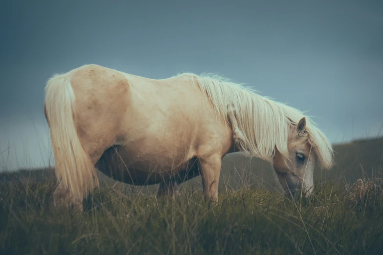 a white and blonde horse in grassy field