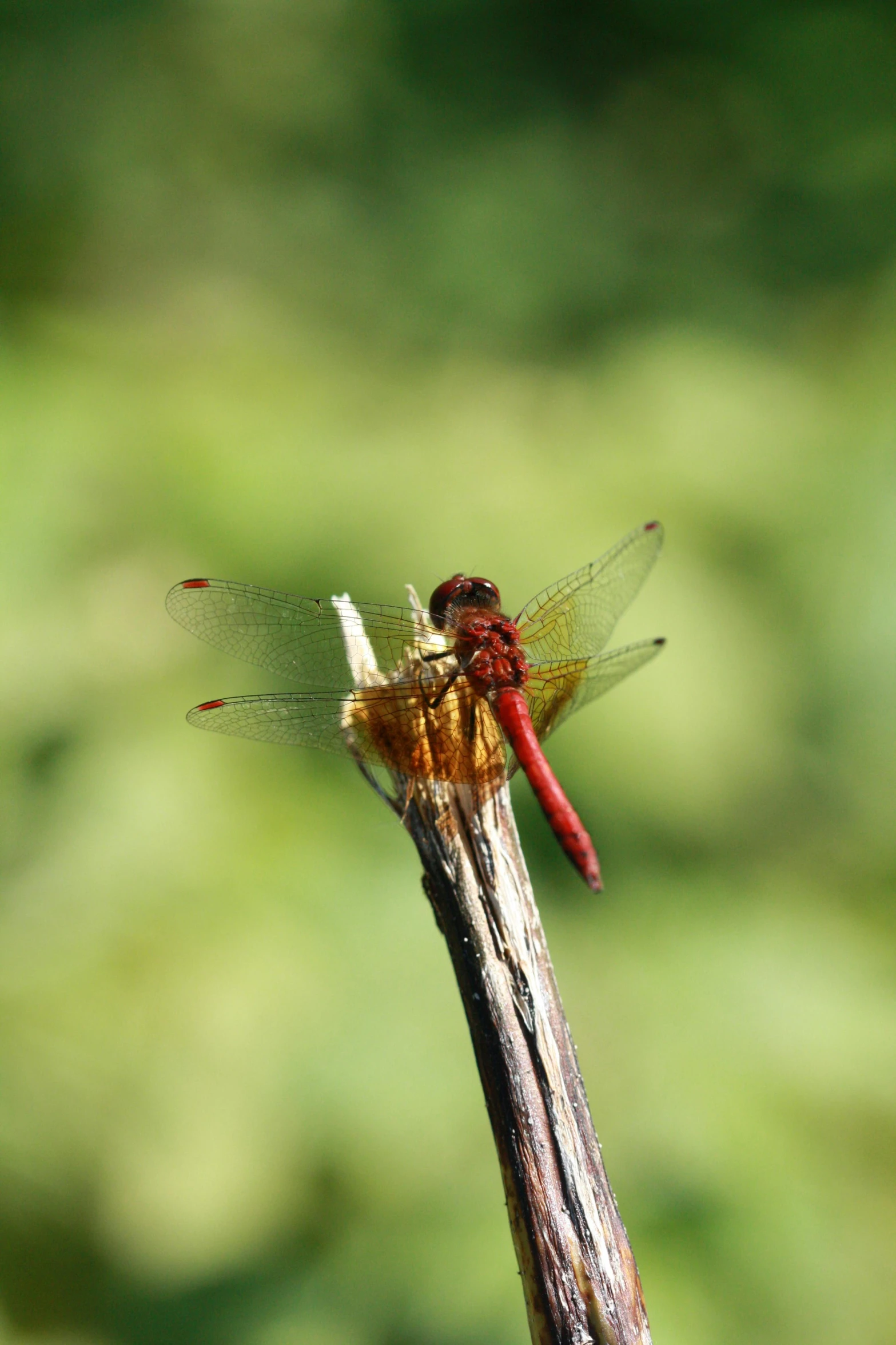 a dragonfly perched on a twig of some kind