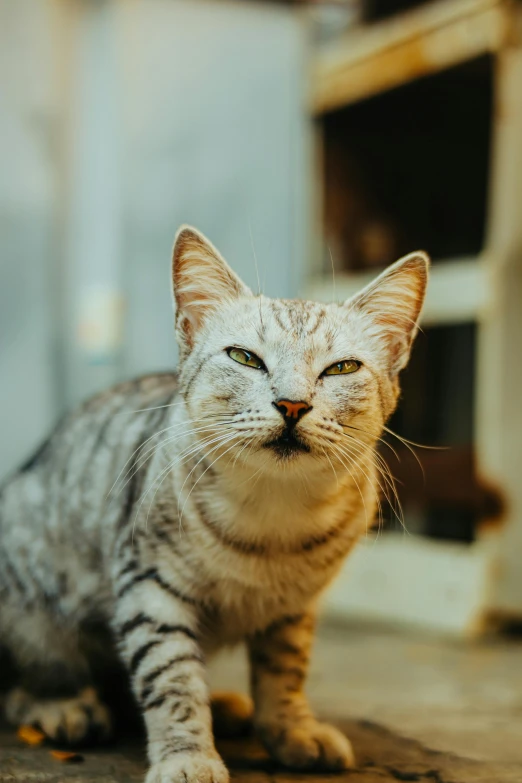 a grey and white cat is sitting next to some building