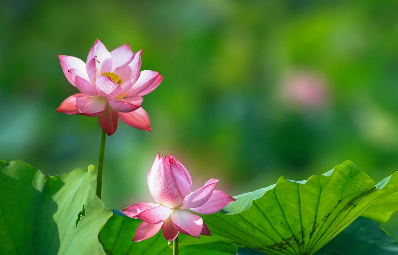 two pink lotus flowers with large green leaves