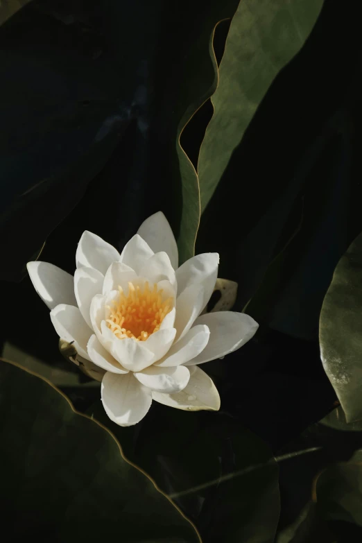 the large white lotus is blooming in the dark