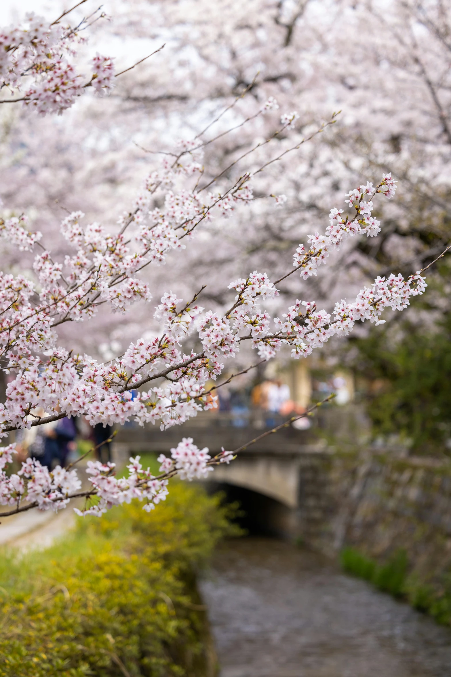 some very pretty trees with pink flowers and people under the tree