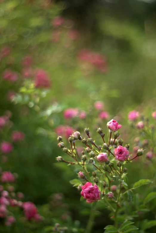 a group of pink flowers growing on the outside