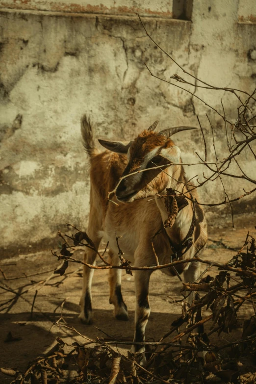 small goat in front of the wall eating from it's back