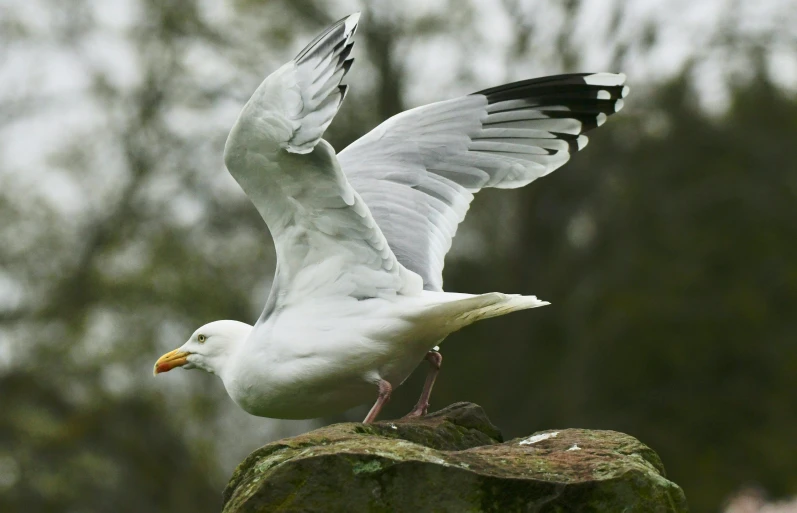 the bird is landing on a rock outside