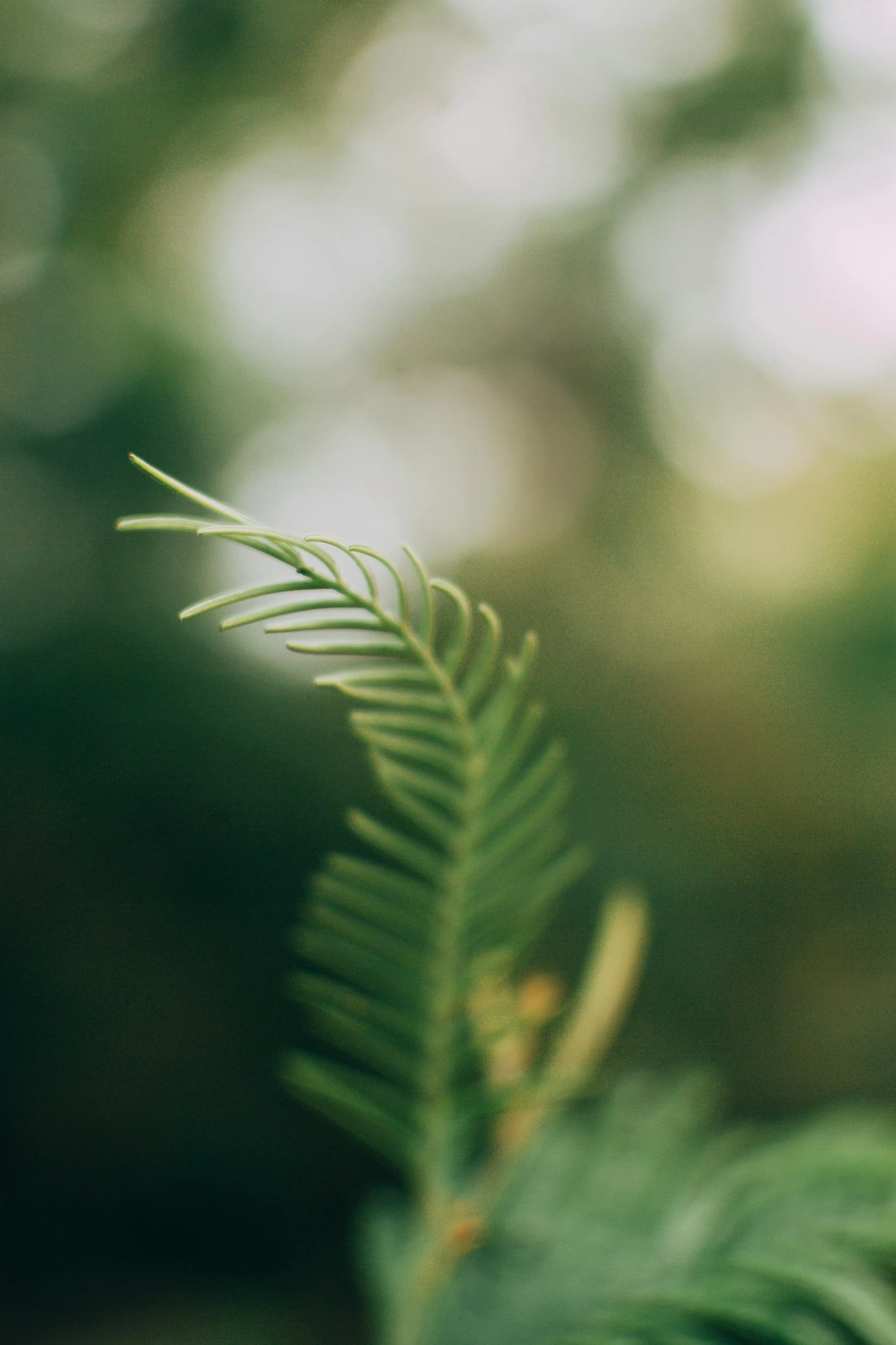 a close up of the tip of a green plant