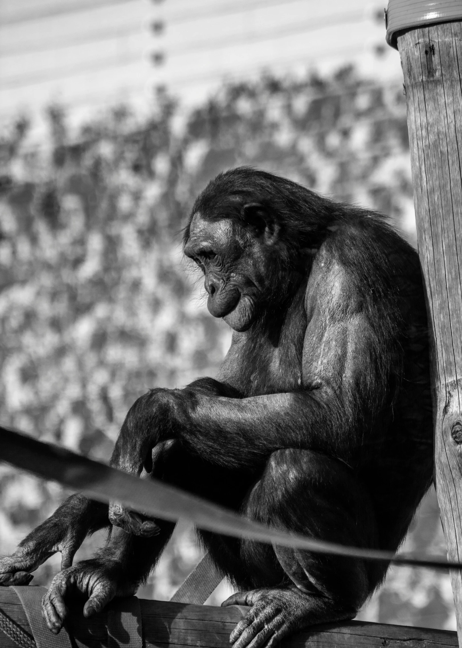 black and white pograph of a monkey resting on fence