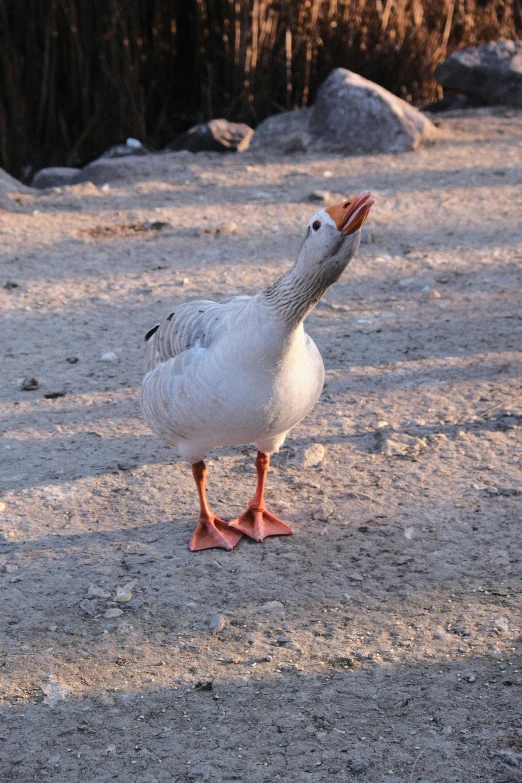 a grey and white duck looking up at its beak