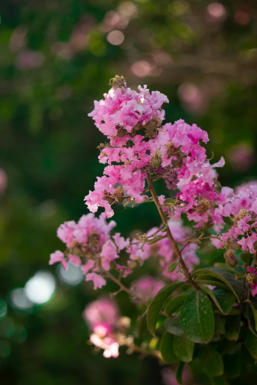 a bouquet of flowers is in the blur