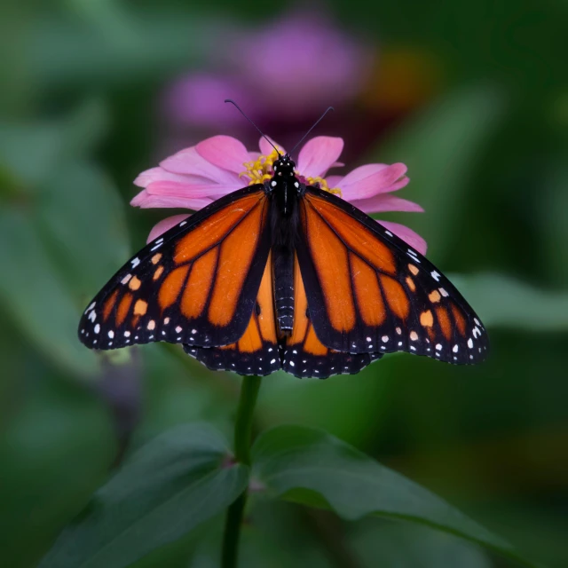 the erfly is laying on a flower on a green stem