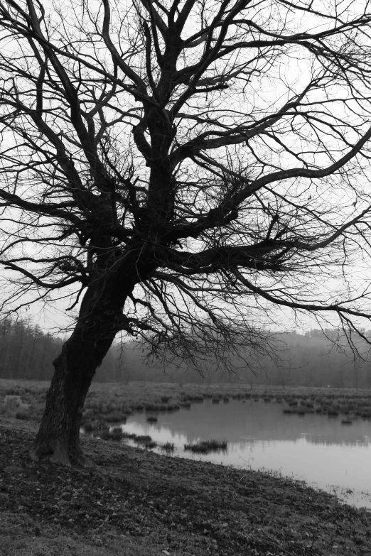 black and white pograph of tree against lake