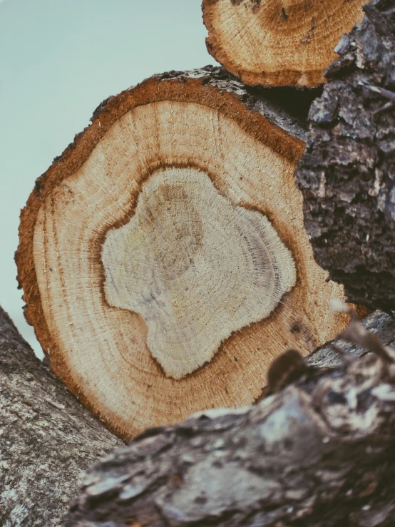 the tree bark on this log has been cut out