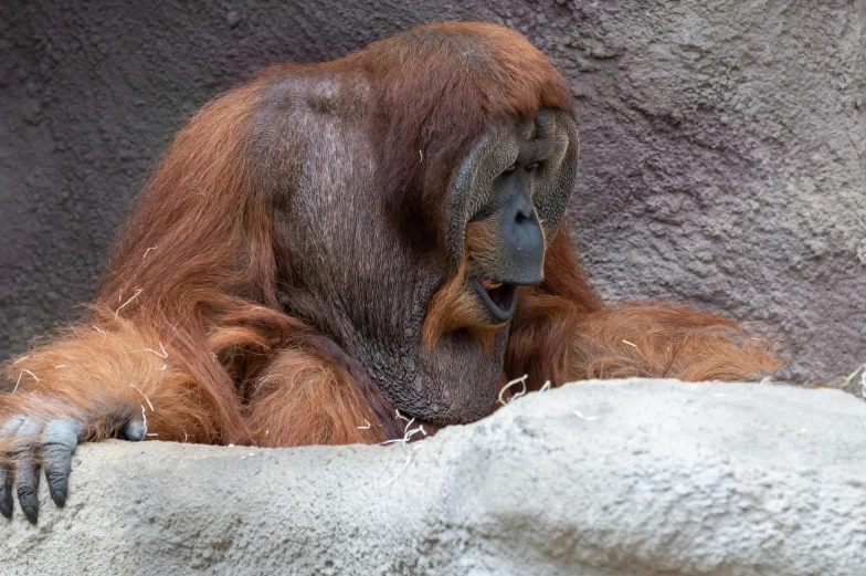an oranguel looking bored as he sits on his bed