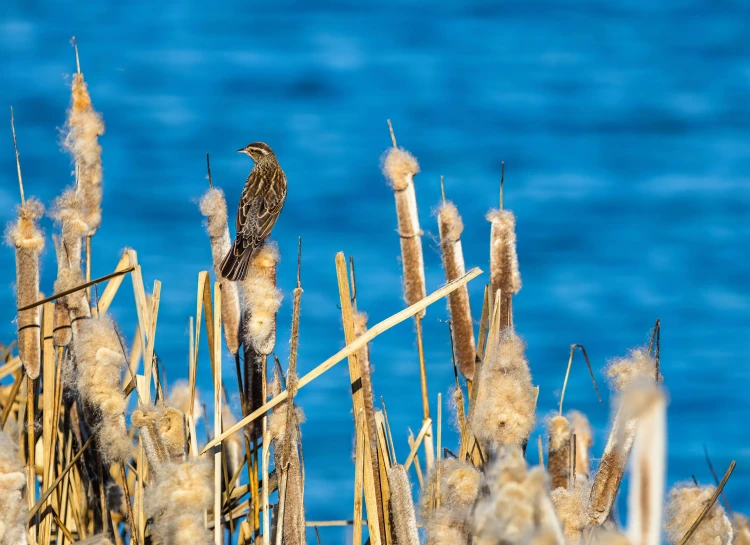 a bird standing on a dead grass by the ocean