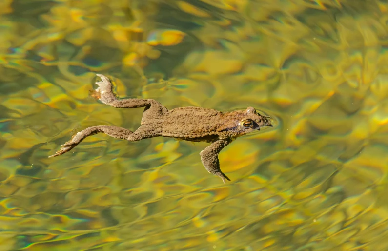 a lizard floating through some shallow water
