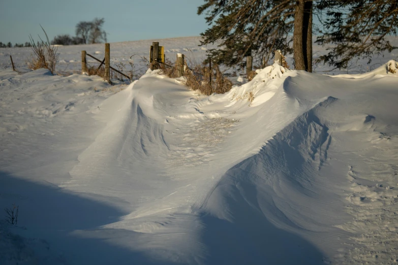 the trees are covered in snow during the day