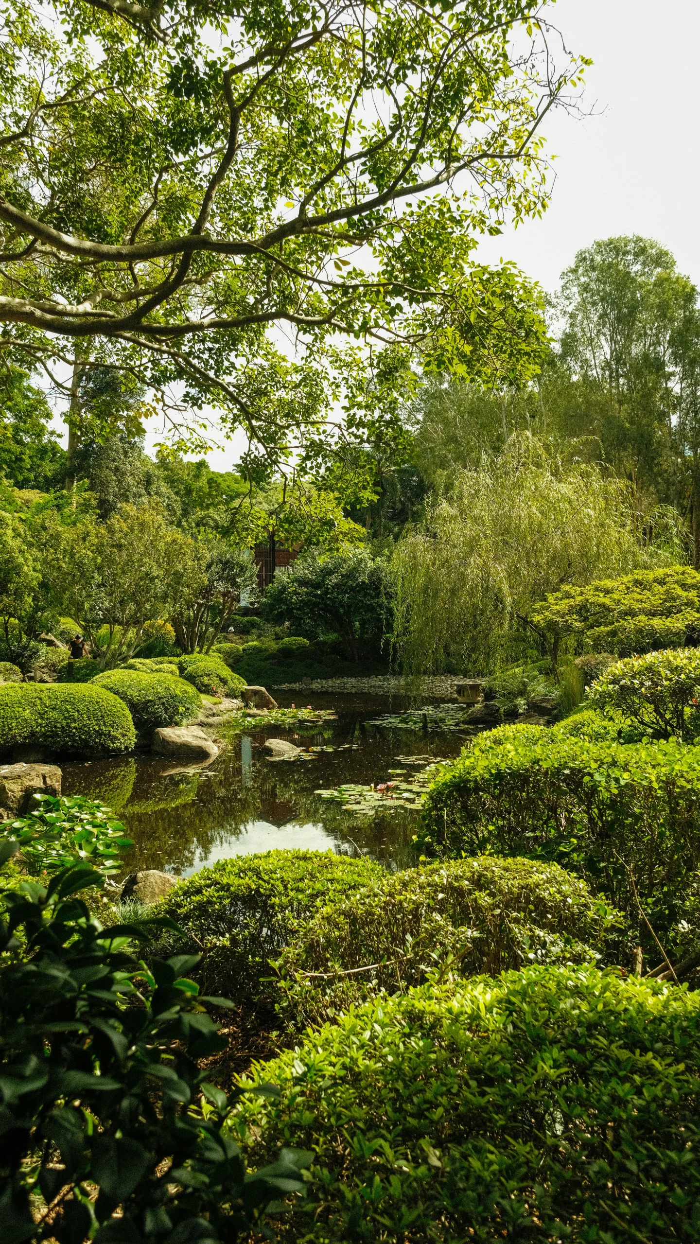 green vegetation with trees on the sides and water in the middle