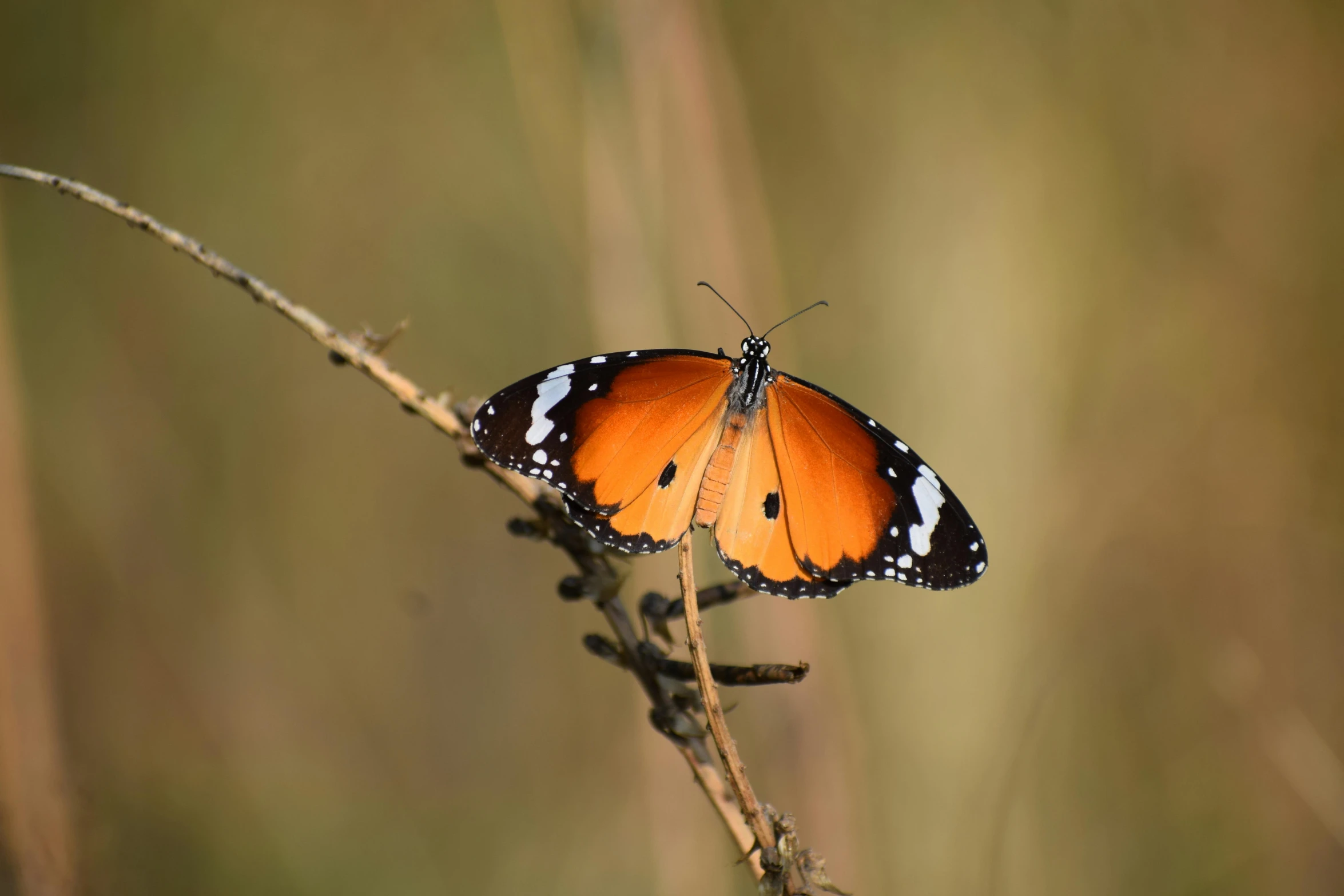 orange and black erfly resting on the top of a plant