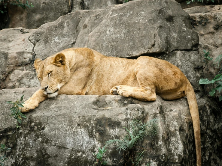 a lion laying on top of a large rock