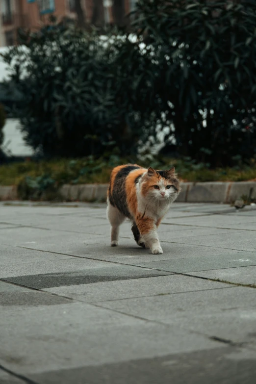 an orange and black cat is walking around